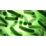 Spijsvertering & Probioticum