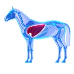 Hoesten - Luchtwegproblemen