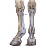 Spier- , Peesherstel & Energie